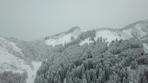 冬天的森林被新鲜雪覆盖37秒视频