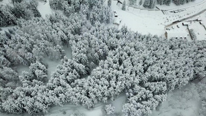 冬天的森林被新鲜雪覆盖39秒视频