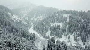 冬天的森林被雪覆盖30秒视频