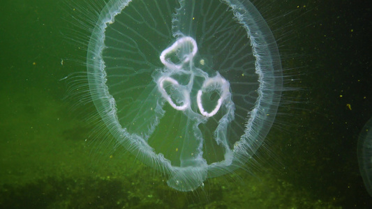 3个水母尾目动物月球果冻水母普通水母或软体果冻视频