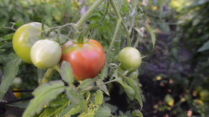 成熟的西红柿分支16秒视频