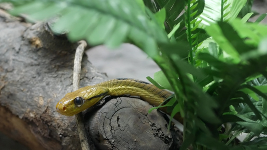 美丽的狗牙牙猫眼蛇在绿色之间的天文馆笼子里有石头和视频