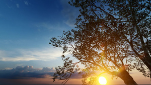 树枝树背景中日落美丽23秒视频
