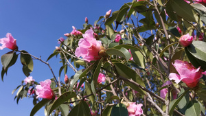 实拍山茶花15秒视频