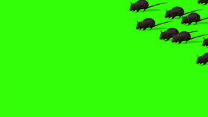 绿屏幕上可爱灰老鼠动画26秒视频