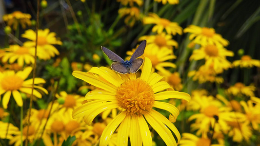 短尾蓝蝴蝶在菊花上视频