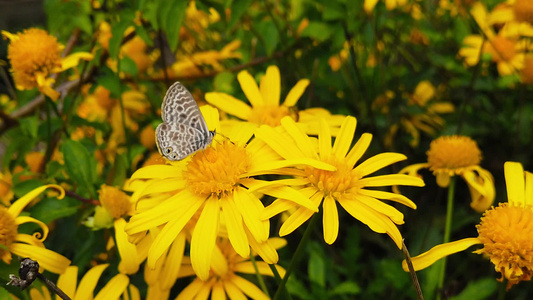 朗语短尾尾尾蓝蝴蝶在金灌木菊花16慢动作视频
