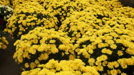 在温室里生长的菊花上滑过菊花视频