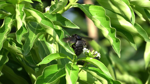 白蜂收集花蜜15秒视频