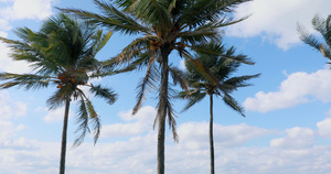 古巴巴拉德罗海滩椰子树15秒视频