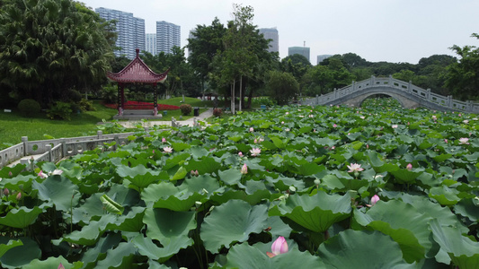 小桥荷花公园航拍视频