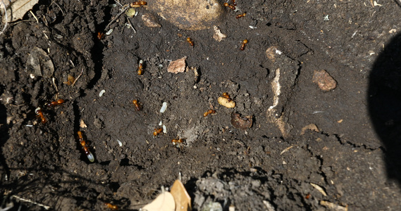索诺拉河中未知的蚂蚁物种视频
