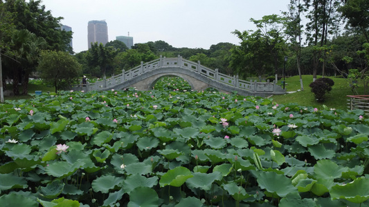 小桥荷花公园航拍视频