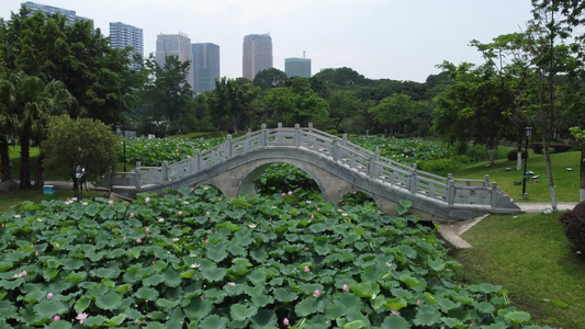 小桥荷花公园航拍视频