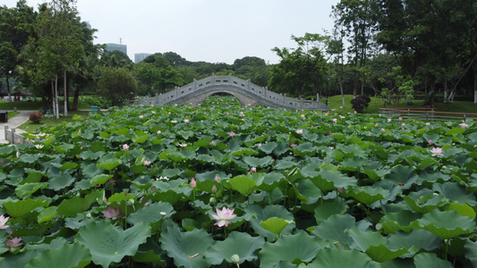 小桥荷花公园航拍视频