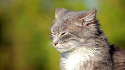 猫在栅栏上视频