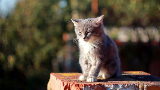 猫在栅栏上视频