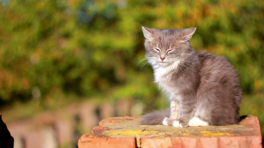 猫在栅栏上视频