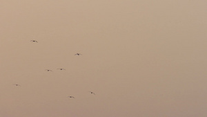在天上黎明时的鸟群8秒视频