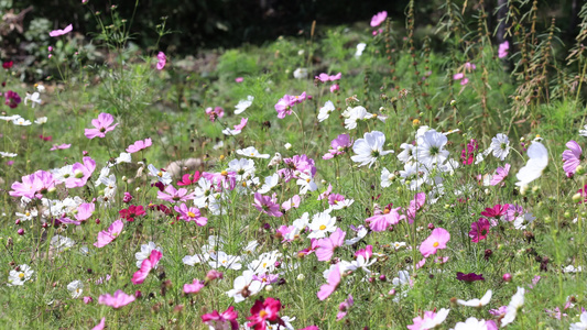 实拍格桑花视频