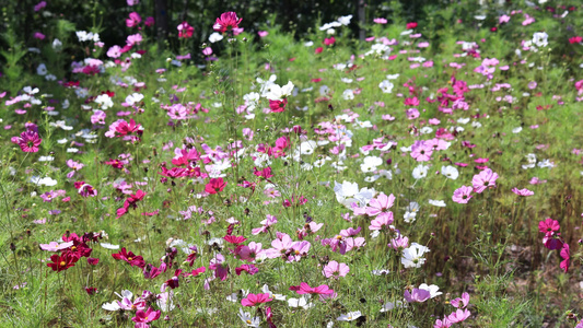 实拍格桑花视频