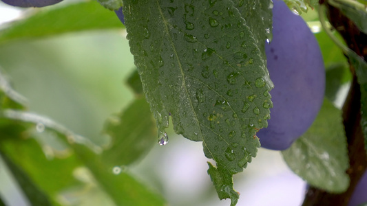 雨后梅树上滴满的雨水视频