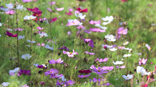 实拍格桑花视频