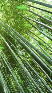 竹林树林阳光竹叶背景视频