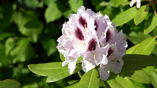 rhododendron混合热量计rhododendron视频