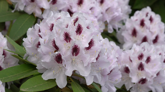 rhododendron杂交热解析rhododendron视频