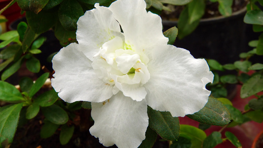 温室中热带植物zaleaindica的白色花朵摩托视频