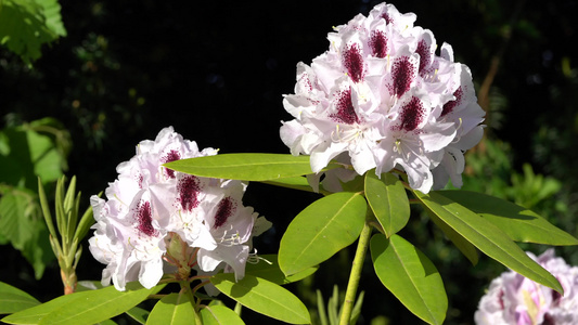 rhododendron混合热量计rhododendron视频