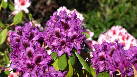 rhododendron混合有机金rhododendron视频