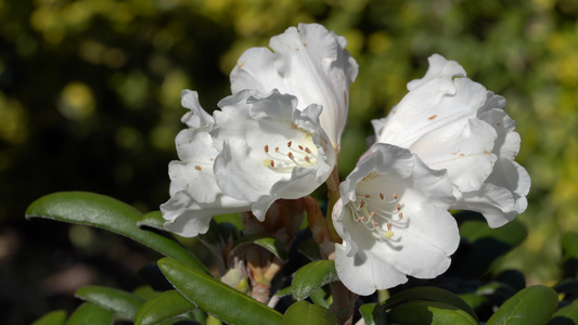 rhododendron杂交视频