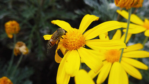 蜜蜂采蜜33秒视频
