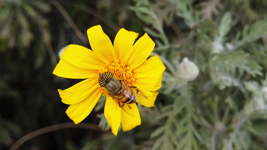 花朵在金灌木头11号慢动作上的苍蝇视频