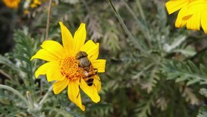 蜜蜂23秒视频