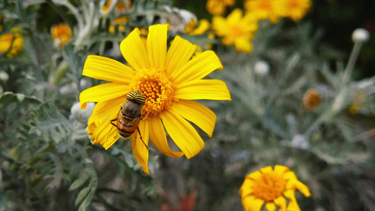 金灌木菊花上的蜜蜂视频