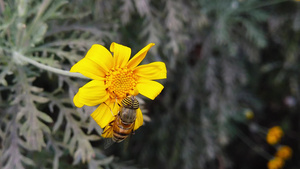 花朵在金树丛上的小蜜蜂61秒视频
