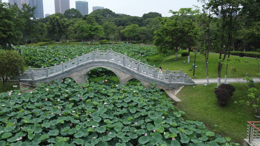 小桥荷花公园航拍视频