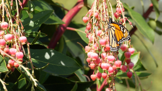帝王蝶为美国加利福尼亚州的杨梅花授粉粉红色的madrone视频