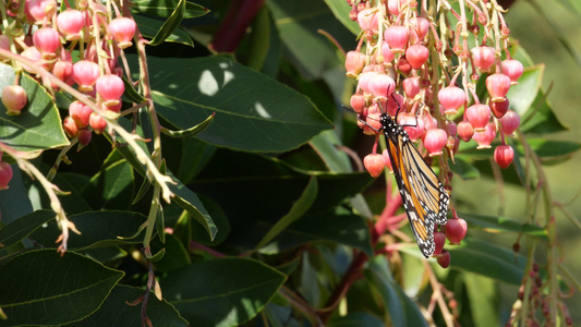 帝王蝶为美国加利福尼亚州的杨梅花授粉粉红色的madrone视频