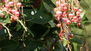 帝王蝶为美国加利福尼亚州的杨梅花授粉粉红色的madrone13秒视频