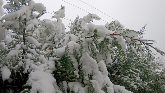 雪落在树枝上视频