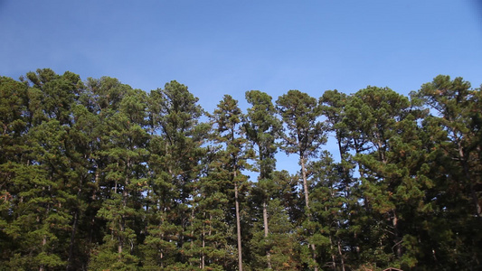 阿尔肯萨斯的松树线视频