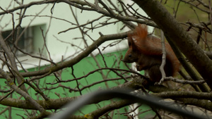 红松鼠站在树枝上47秒视频