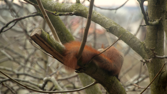 红松鼠站在树枝上视频
