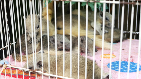 可爱的松鼠在拥挤的笼子里泰国曼谷乍都乍市场拥挤的小笼子视频