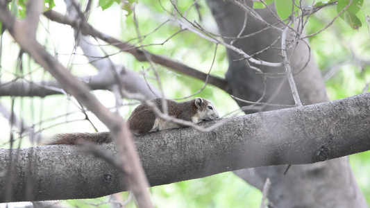 树上松松鼠的自然性质视频