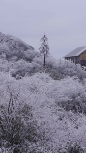 金佛雪山小镇美丽雪地景色树枝上的雪景视频